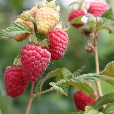 Малина МОЛЛИНГ ДЖУНО в Фаниполе