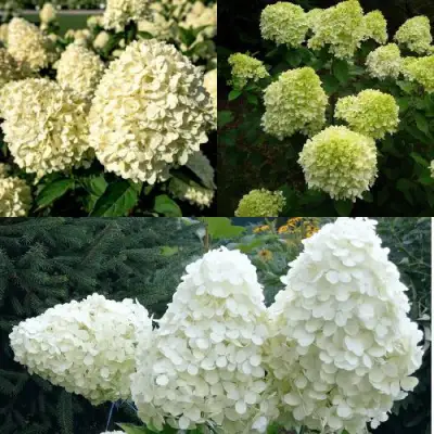 Комплект НЕЖНЫЙ КАПУЧИНО в Фаниполе