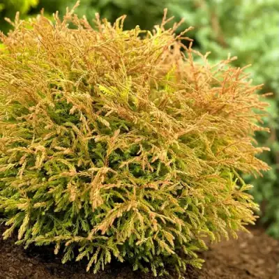 Туя ГОЛДЕН ТАФФЕТ западная в Фаниполе