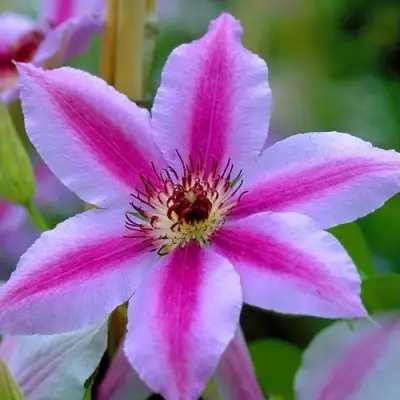 Клематис НЕЛЛИ МОЗЕР в Фаниполе