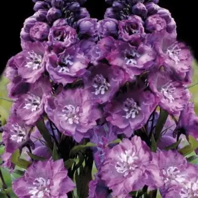 Дельфиниум ДЕЛЬФИС ПИНК ПАУЭ высокий в Фаниполе