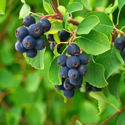 Ирга КОЛОСИСТАЯ в Фаниполе