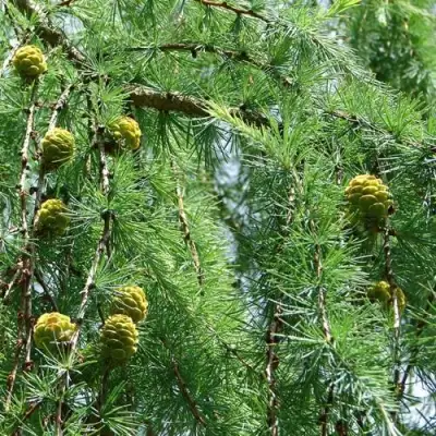 Лиственница КЕМПФЕРА в Фаниполе