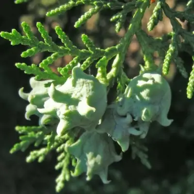 Туя восточная в Фаниполе