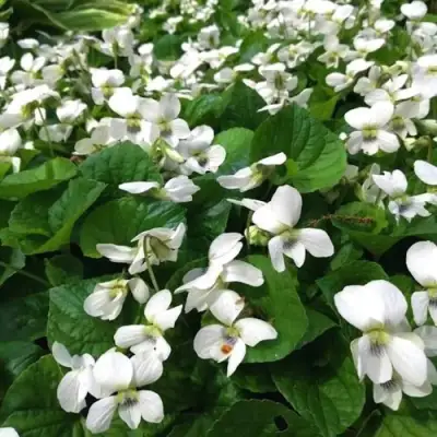 Фиалка АЛЬБИФЛОРА сестринская в Фаниполе