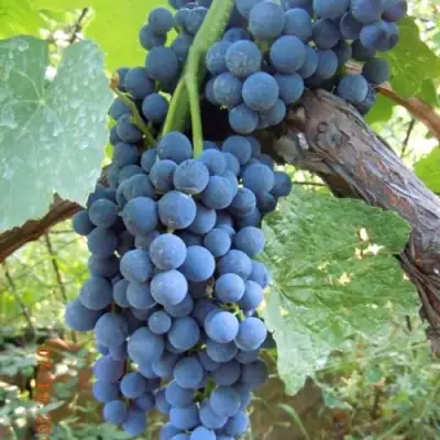 Виноград ВЕНУС в Фаниполе