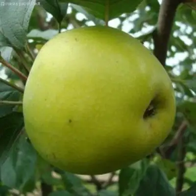 Яблоня КОШТЕЛЯ в Фаниполе