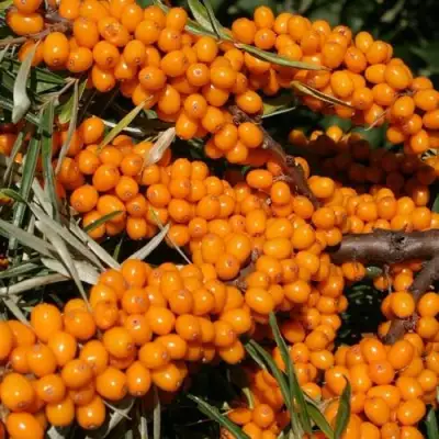 Облепиха АЛТАЙСКАЯ в Фаниполе