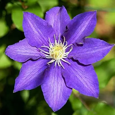 Клематис ЗЕ ПРЕЗИДЕНТ в Фаниполе