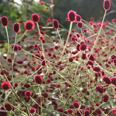 Кровохлебка ЧОКОЛАТ ТИП в Фаниполе