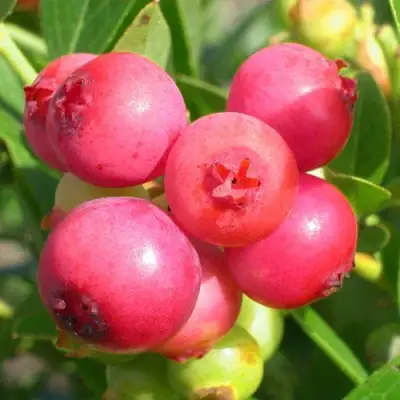 Голубика ПИНК ЛИМОНАД в Фаниполе