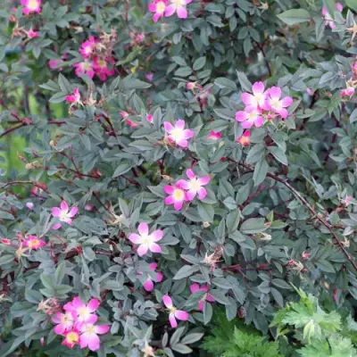 Роза сизая в Фаниполе