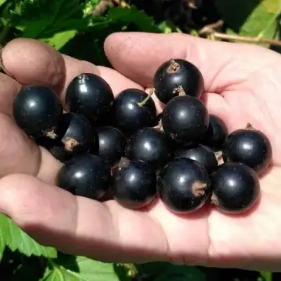 Смородина черная ЧЕРНООКАЯ в Фаниполе