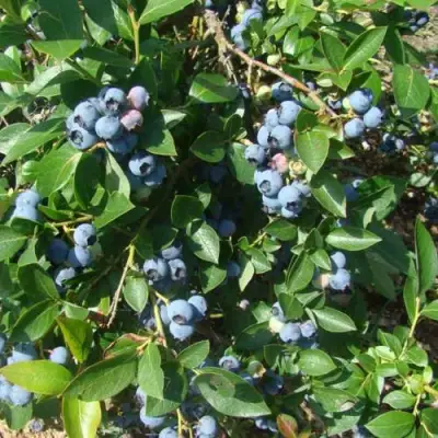 Голубика БЛЮЭТТА в Фаниполе