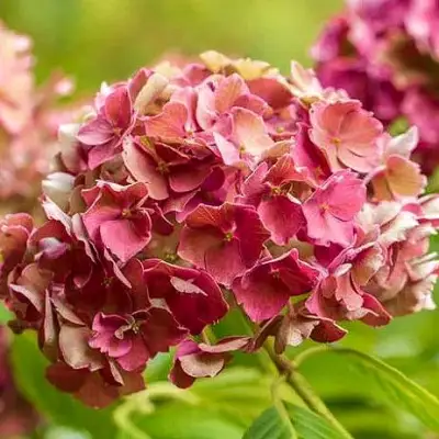 гортензия прециоза