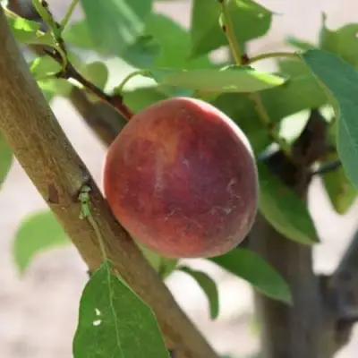 Плумкот БИРИКОККОЛО СУЗИНКОККО в Фаниполе