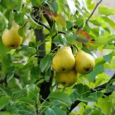 Груша ВИЛИЯ в Фаниполе