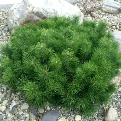 Сосна горная МУГУС в Фаниполе