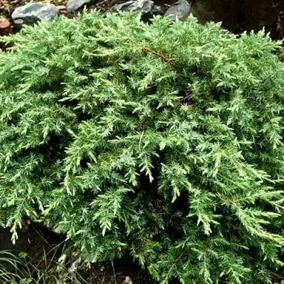 Можжевельник ШЛЯГЕР прибрежный в Фаниполе