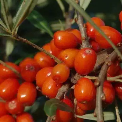 Облепиха ВОРОБЬЕВСКАЯ в Фаниполе