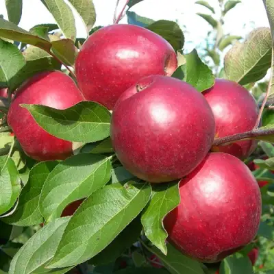 Яблоня КОВАЛЕНКОВСКОЕ в Фаниполе