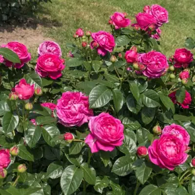 Роза АНУШКА чайно-гибридная в Фаниполе