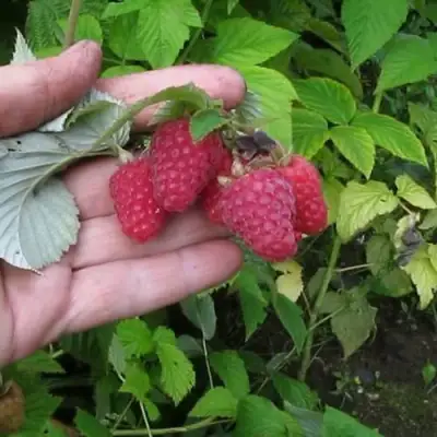 Малина КОРПИКО в Фаниполе