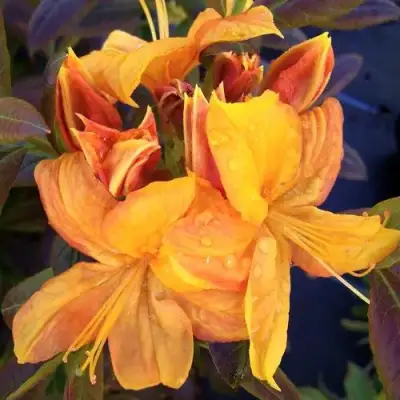 Азалия КЛОНДАЙК листопадная в Фаниполе