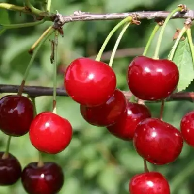 Вишня ХАРИТОНОВСКАЯ в Фаниполе