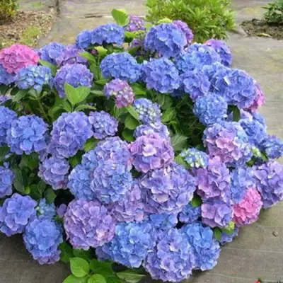 Гортензия БОДЕНСИ крупнолистная в Фаниполе