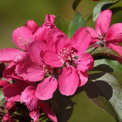 Яблоня НЕДЗВЕЦКОГО в Фаниполе