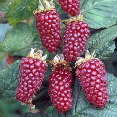 Ежемалина ТАЙБЕРРИ в Фаниполе