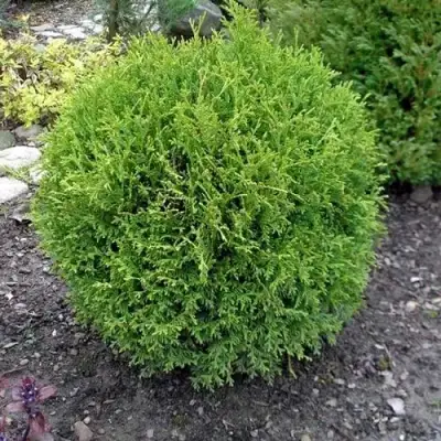 Туя ХОЗЕРИ западная в Фаниполе