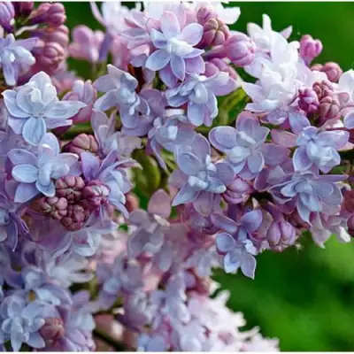 Сирень ПАМЯТЬ О ВАВИЛОВЕ в Фаниполе