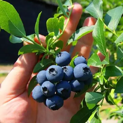 Голубика НОРТ КАНТРИ в Фаниполе