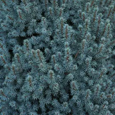 Ель САНДЕРС БЛЮ канадская в Фаниполе