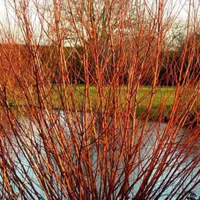 Ива ВИТЕЛЛИНА белая  в Фаниполе