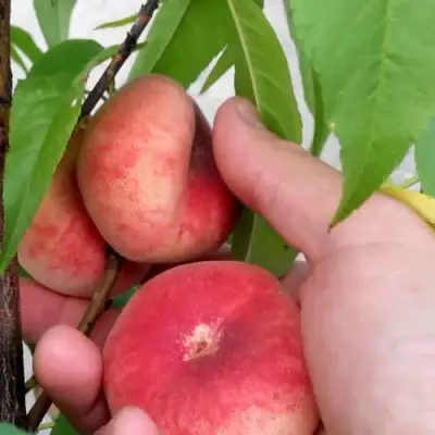 Персик САТУРН ИНЖИРНЫЙ в Фаниполе