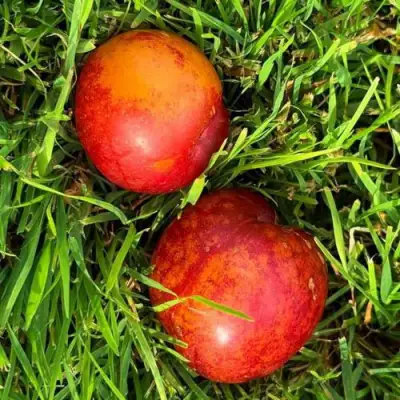 Шарафуга НЕКТАРИННАЯ в Фаниполе