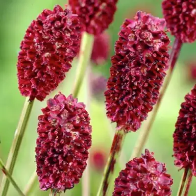 Кровохлебка ТАННА лекарственная в Фаниполе