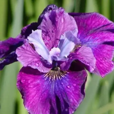 Ирис СИ Я ЛЕЙТЕР сибирский в Фаниполе