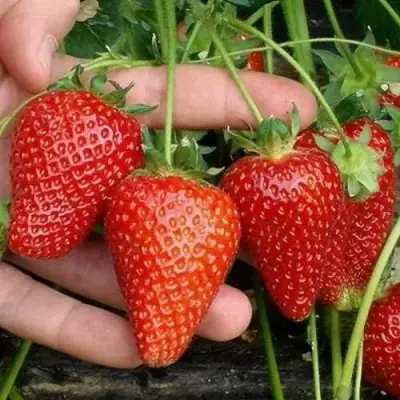 Клубника АЛЬБА в Фаниполе