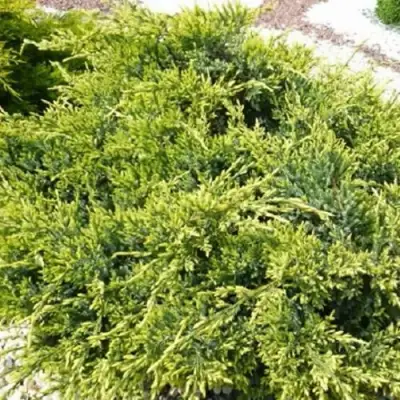 Можжевельник ГОЛД СТАР средний в Фаниполе