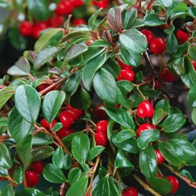 Кизильник Даммера в Фаниполе