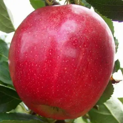 Яблоня ГАЛА МАСТ в Фаниполе