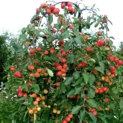 Яблоня ХЮВИНГИЕНЗИС декоративная в Фаниполе