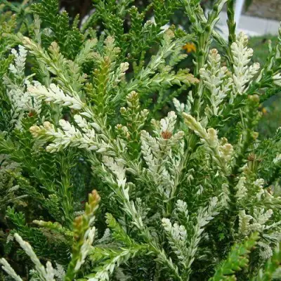 Туевик ВАРИЕГАТА долотовидный в Фаниполе