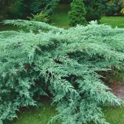 Можжевельник ГРЕЙ ОУЛ виргинский  в Фаниполе