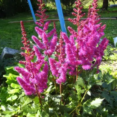 Астильба ЭЛИЗАБЕТ ВАН ВИН японская в Фаниполе