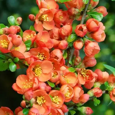 Айва ОРАНЖ ТРЕЙЛ в Фаниполе